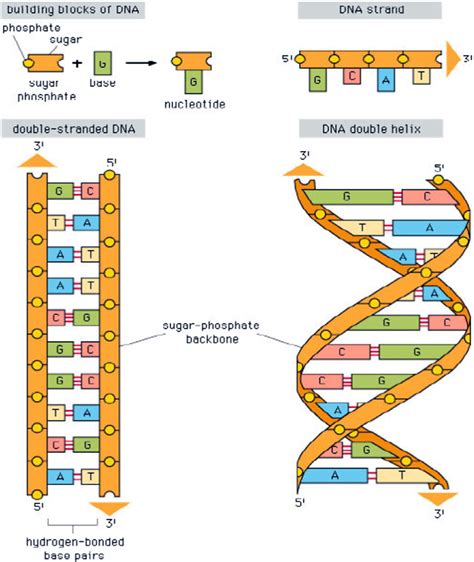 What Holds The Sides Of Dna Ladder Together