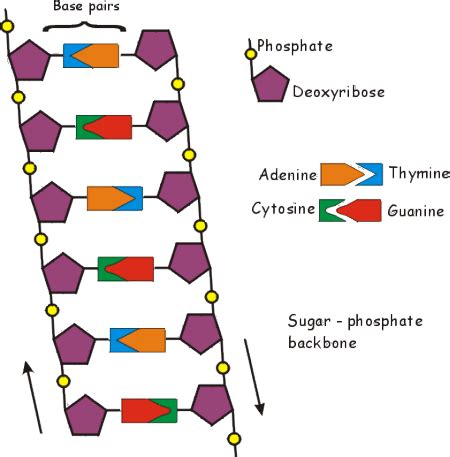 What Holds The Sides Of The Dna Ladder Together