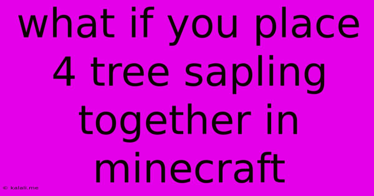 What If You Place 4 Tree Sapling Together In Minecraft