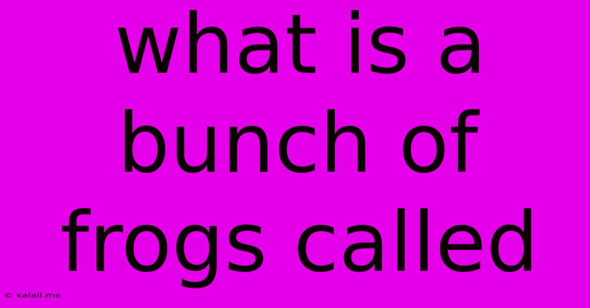 What Is A Bunch Of Frogs Called