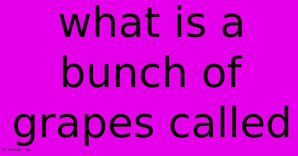 What Is A Bunch Of Grapes Called