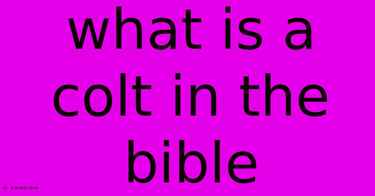 What Is A Colt In The Bible