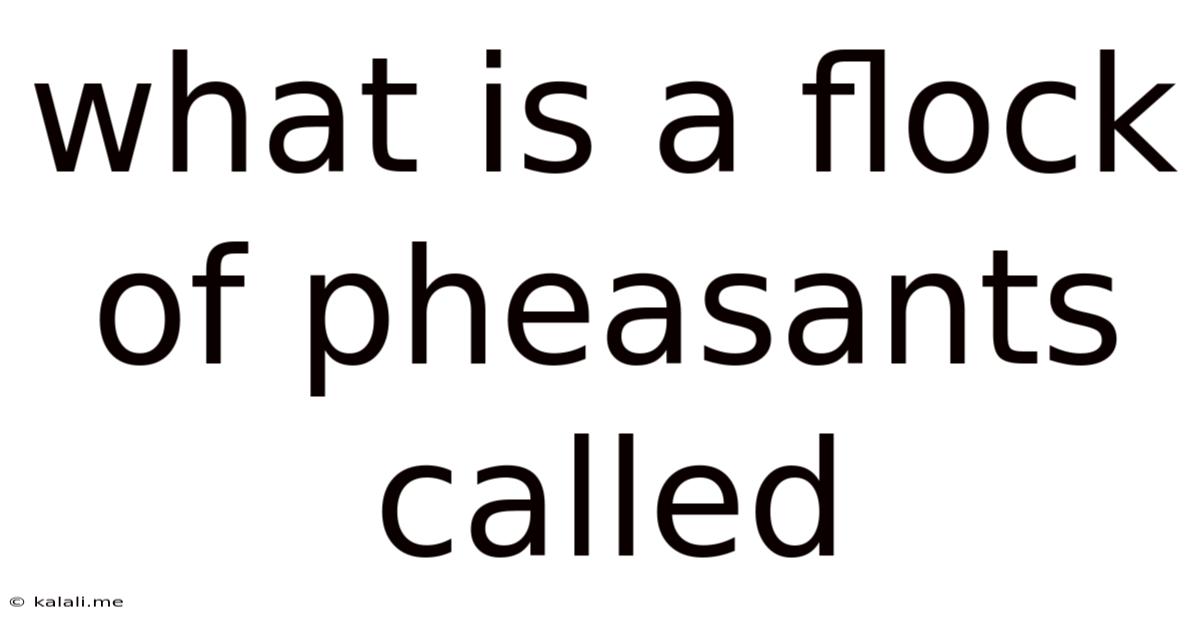 What Is A Flock Of Pheasants Called