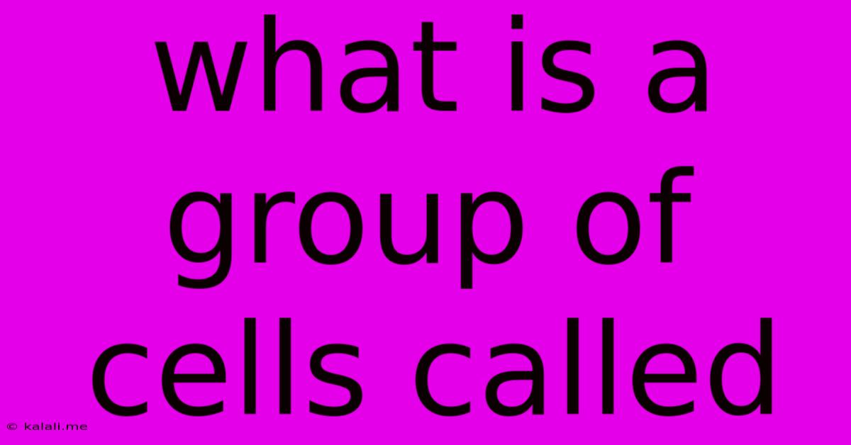 What Is A Group Of Cells Called