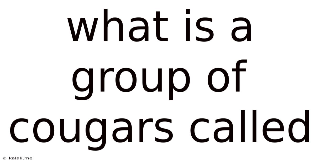 What Is A Group Of Cougars Called