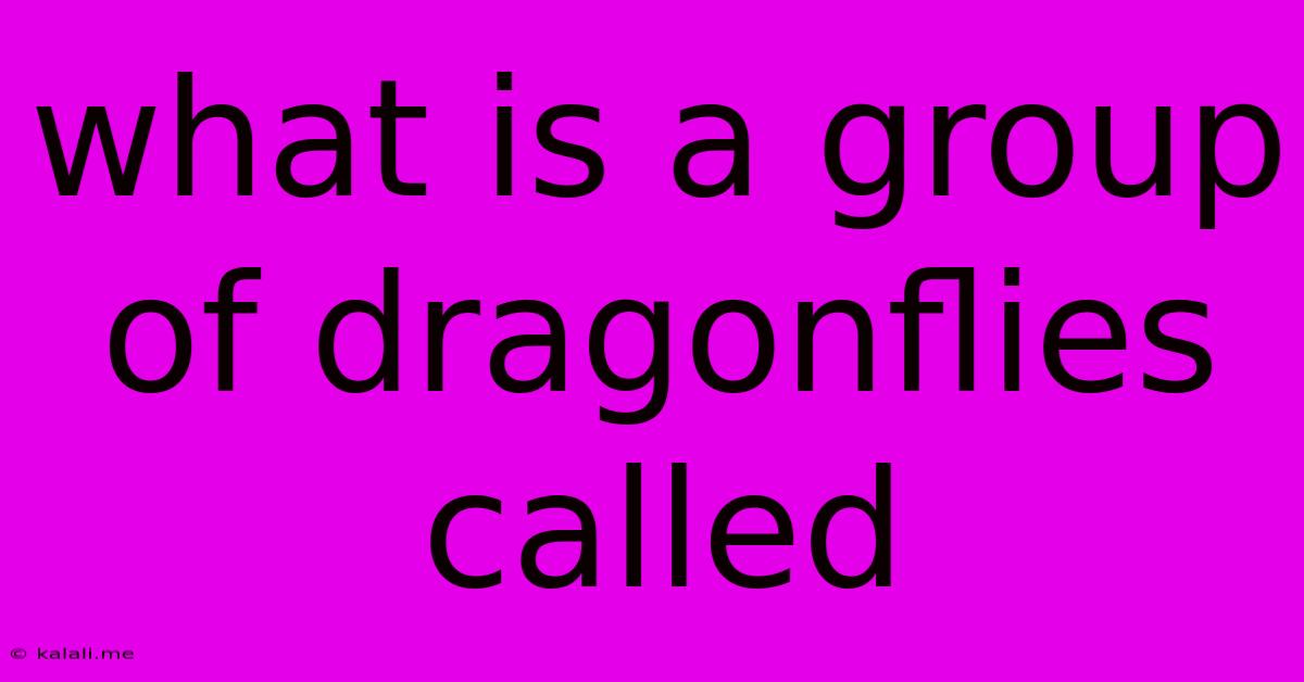 What Is A Group Of Dragonflies Called