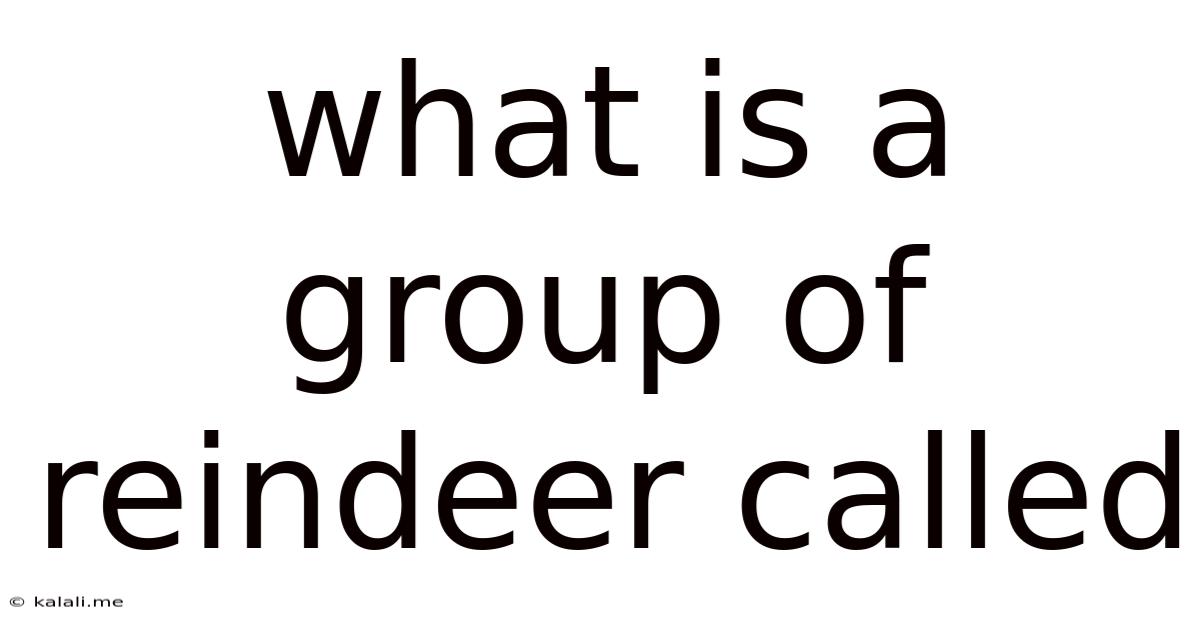 What Is A Group Of Reindeer Called