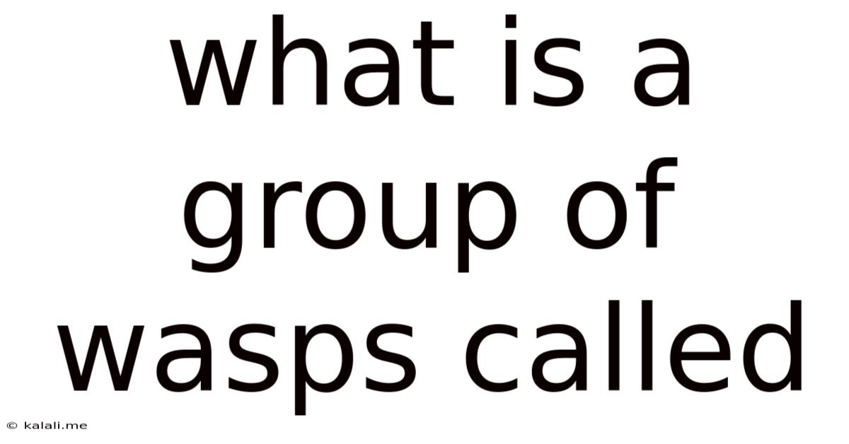 What Is A Group Of Wasps Called
