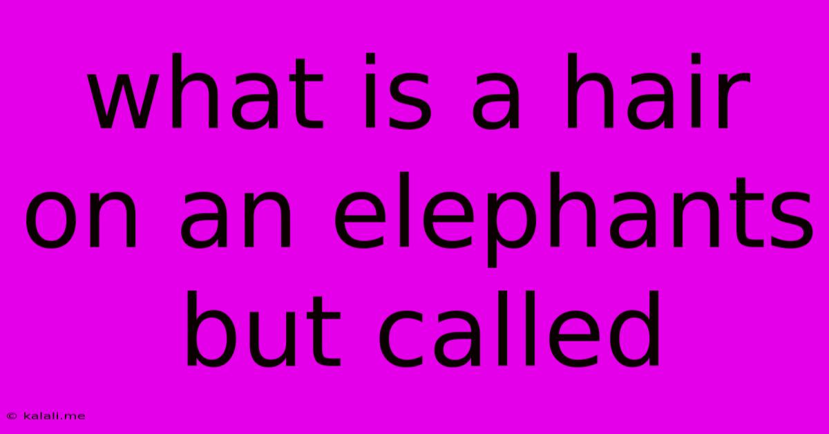 What Is A Hair On An Elephants But Called