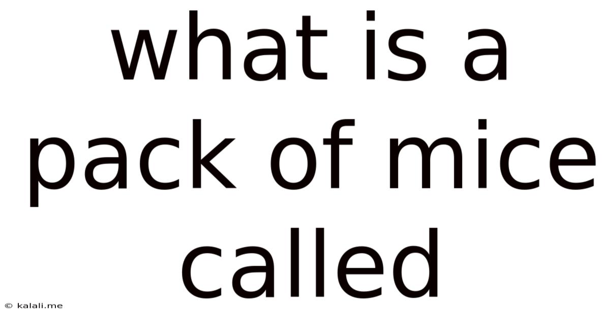 What Is A Pack Of Mice Called