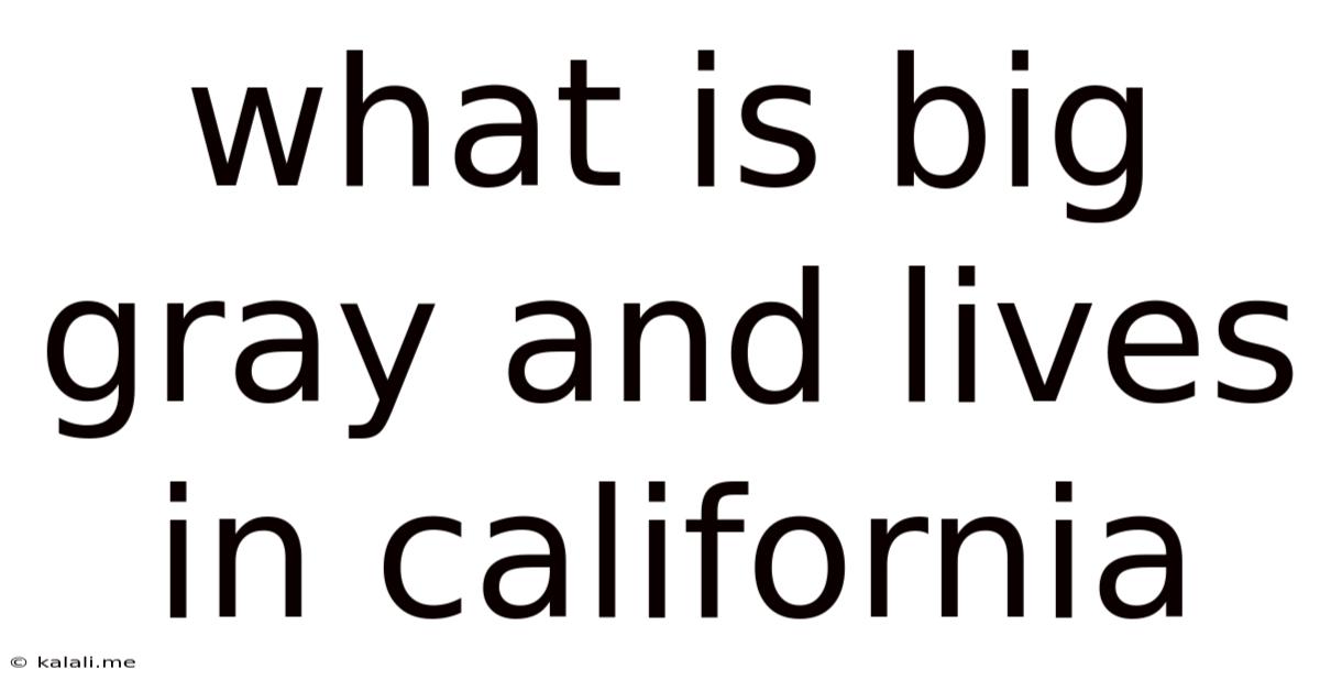 What Is Big Gray And Lives In California
