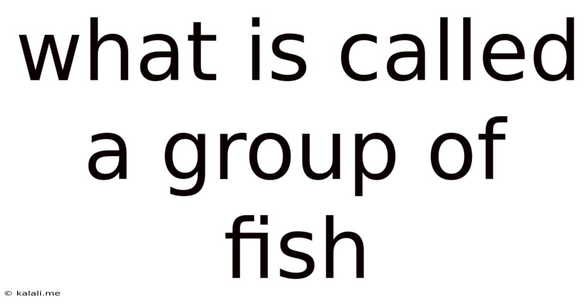 What Is Called A Group Of Fish