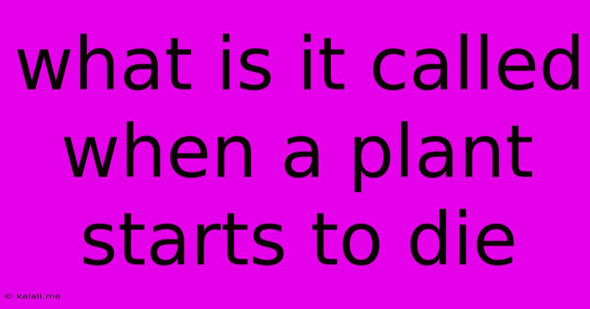 What Is It Called When A Plant Starts To Die