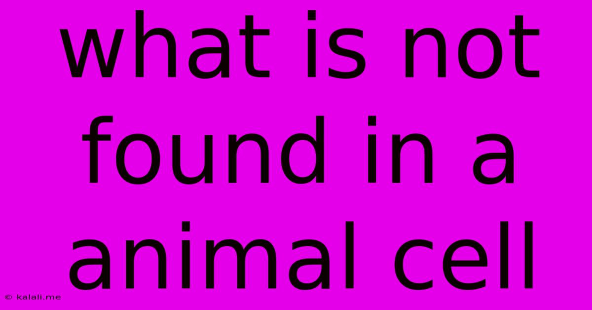 What Is Not Found In A Animal Cell