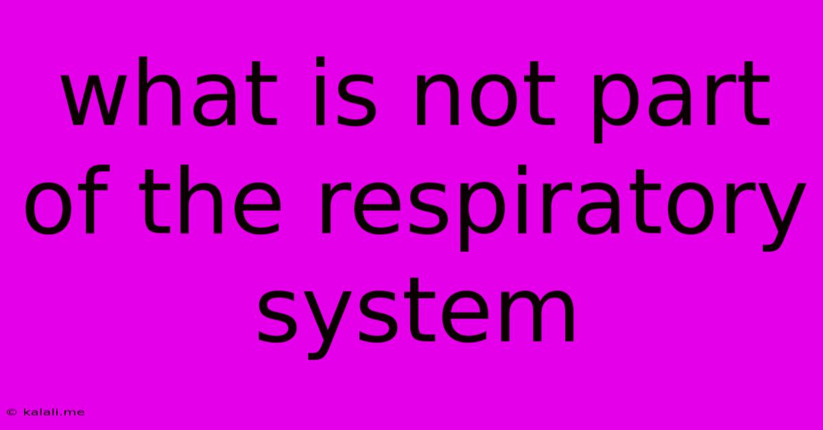 What Is Not Part Of The Respiratory System