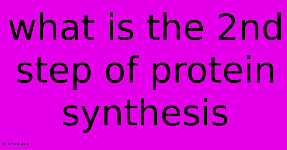 What Is The 2nd Step Of Protein Synthesis