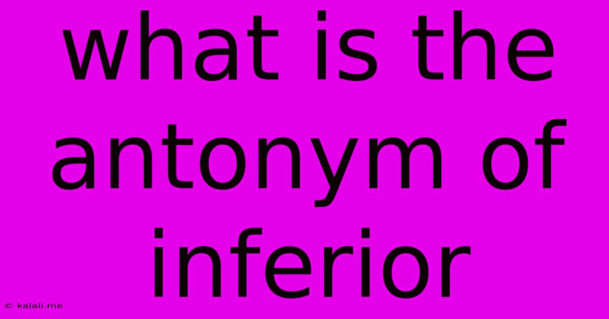 What Is The Antonym Of Inferior