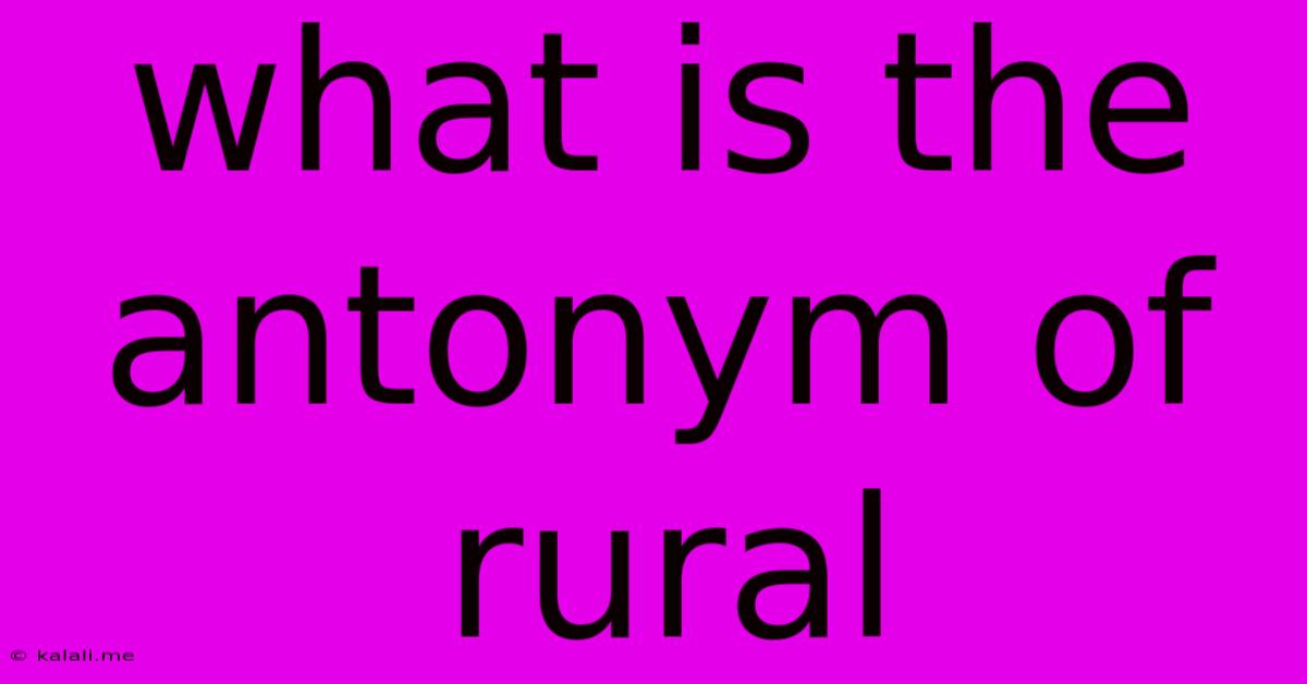 What Is The Antonym Of Rural