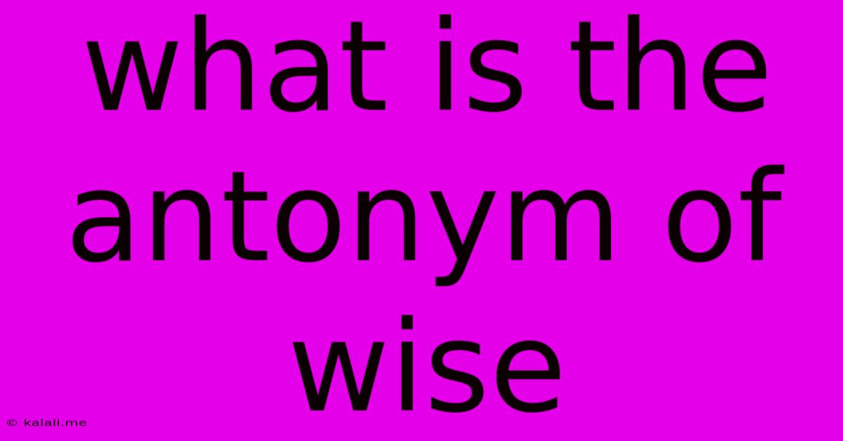 What Is The Antonym Of Wise
