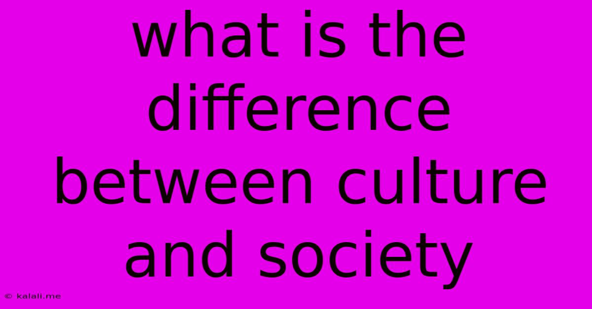 What Is The Difference Between Culture And Society