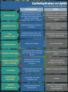 What Is The Difference Between Lipids And Carbohydrates