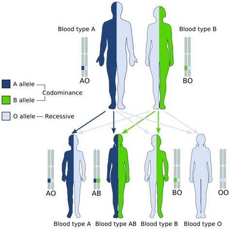 What Is The Difference Between Polygenic Traits And Multiple Alleles