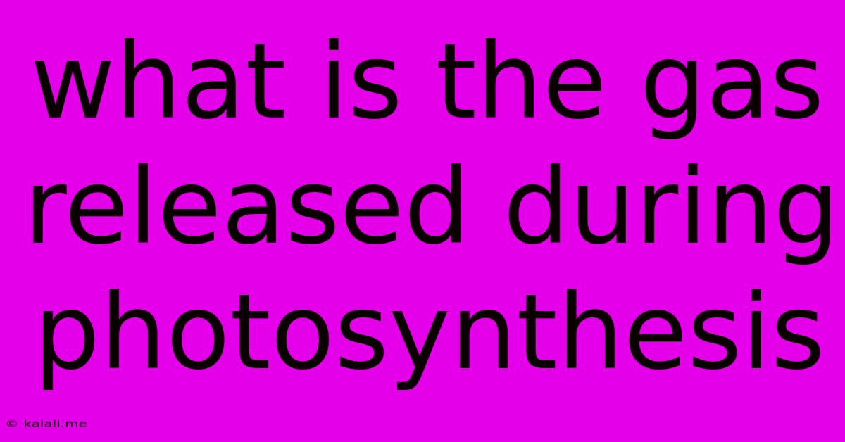 What Is The Gas Released During Photosynthesis