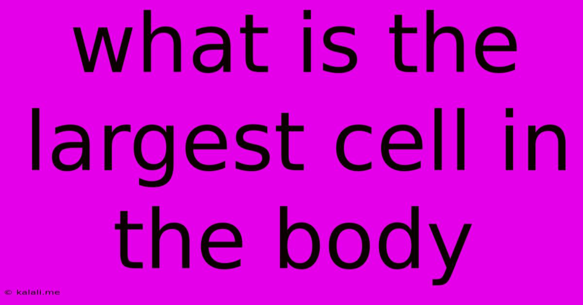 What Is The Largest Cell In The Body