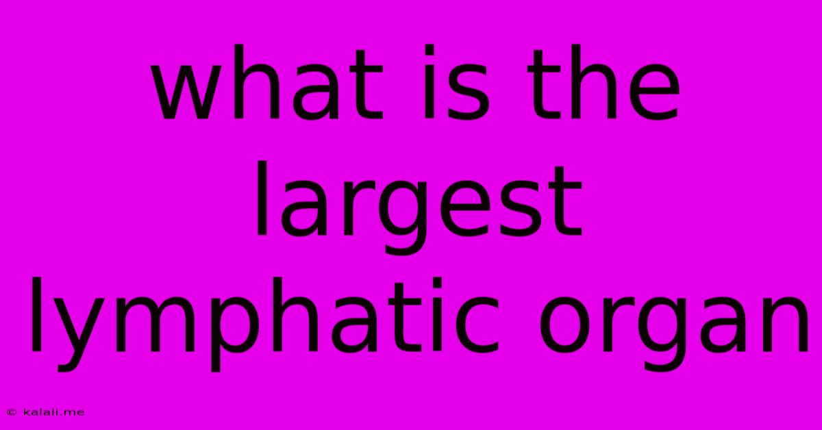 What Is The Largest Lymphatic Organ