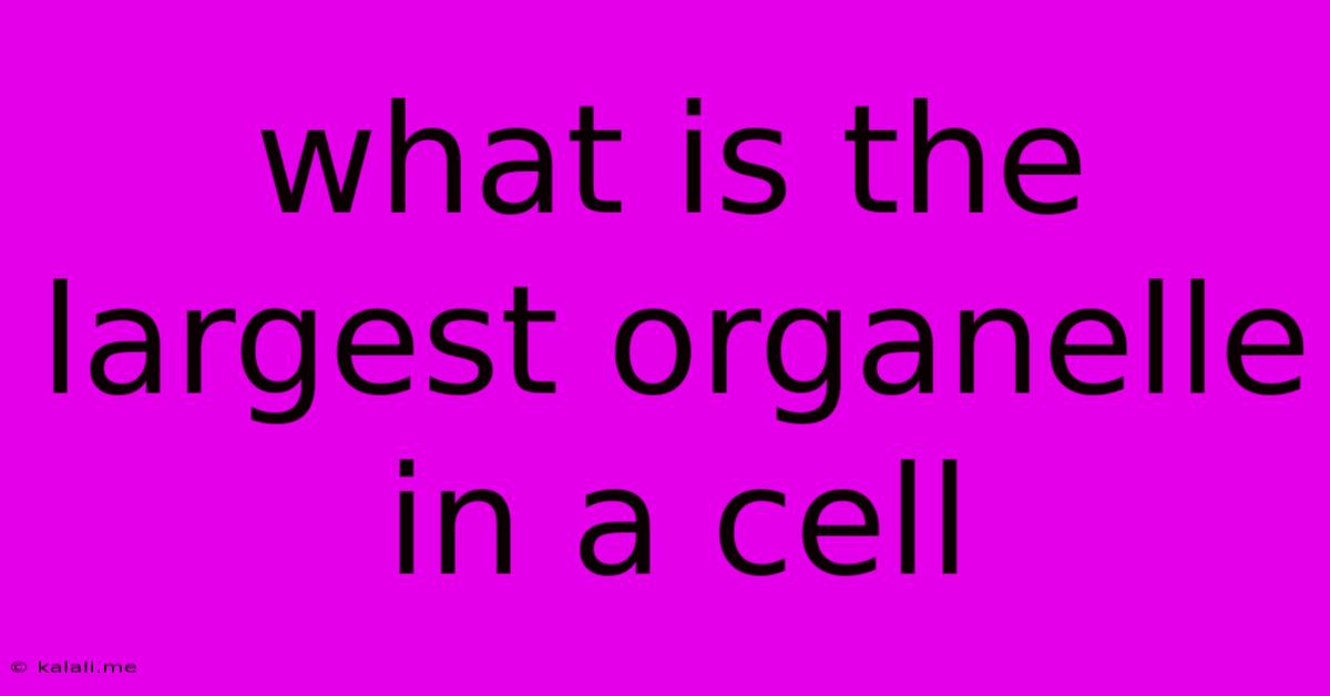 What Is The Largest Organelle In A Cell