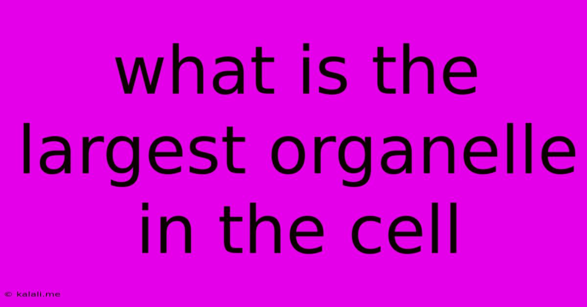 What Is The Largest Organelle In The Cell