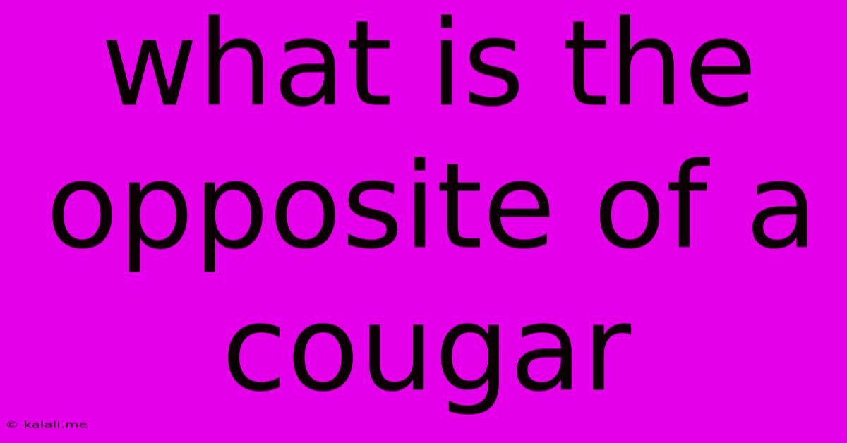 What Is The Opposite Of A Cougar
