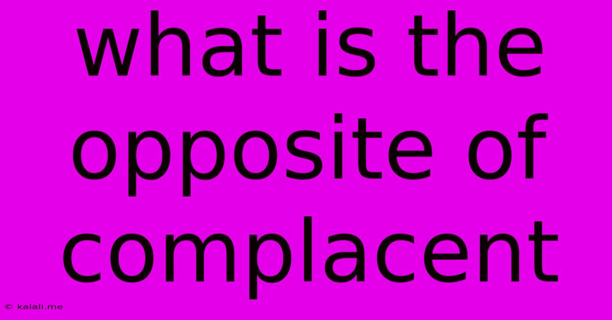 What Is The Opposite Of Complacent