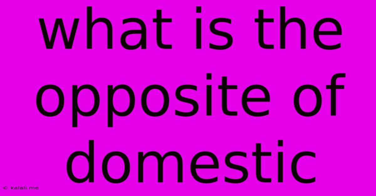What Is The Opposite Of Domestic