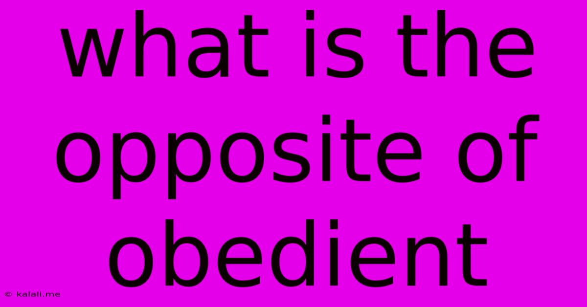 What Is The Opposite Of Obedient