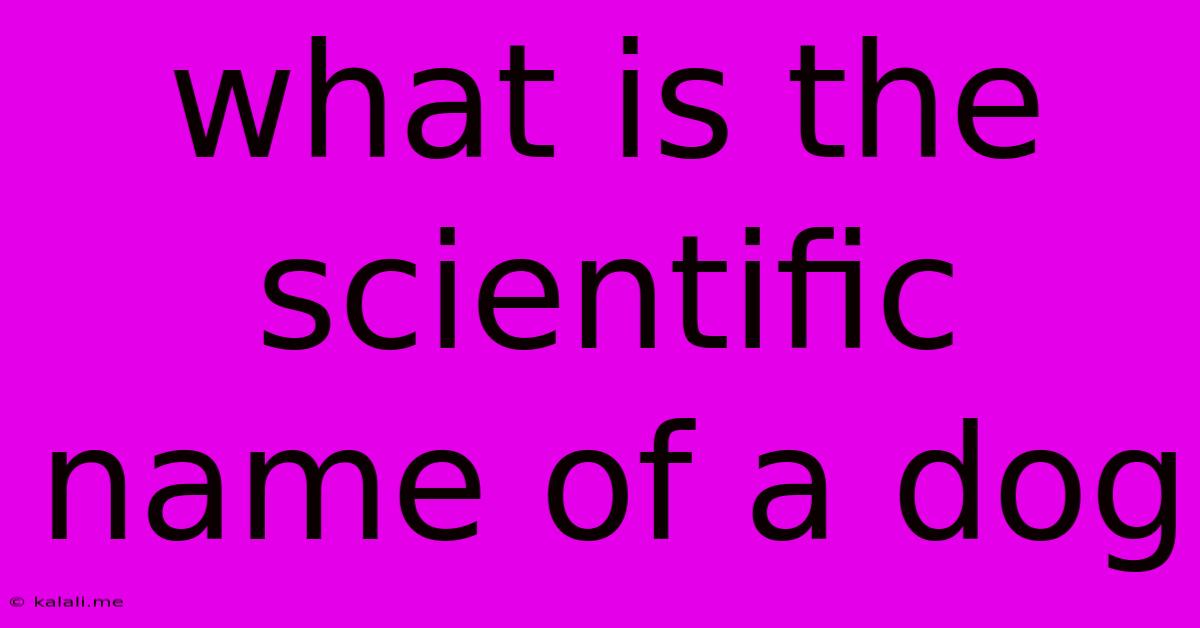 What Is The Scientific Name Of A Dog