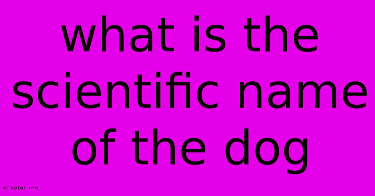 What Is The Scientific Name Of The Dog