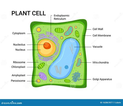 What Is The Shape Of The Plant Cell