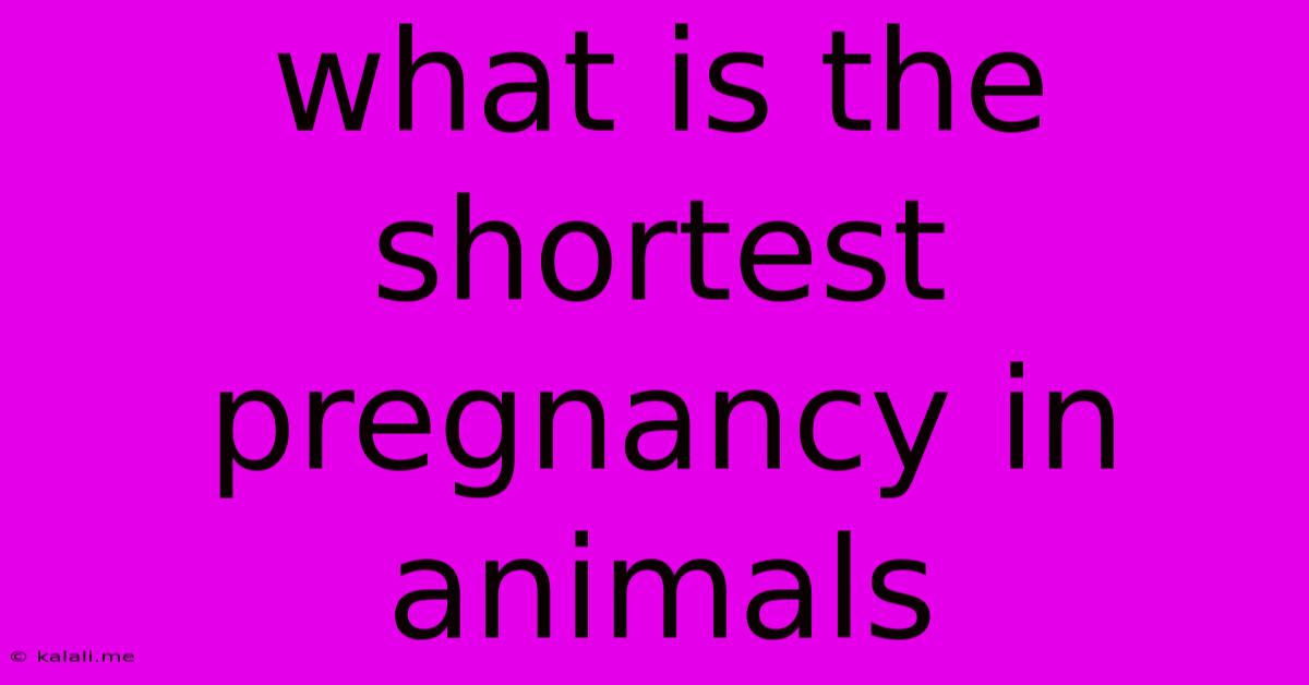 What Is The Shortest Pregnancy In Animals