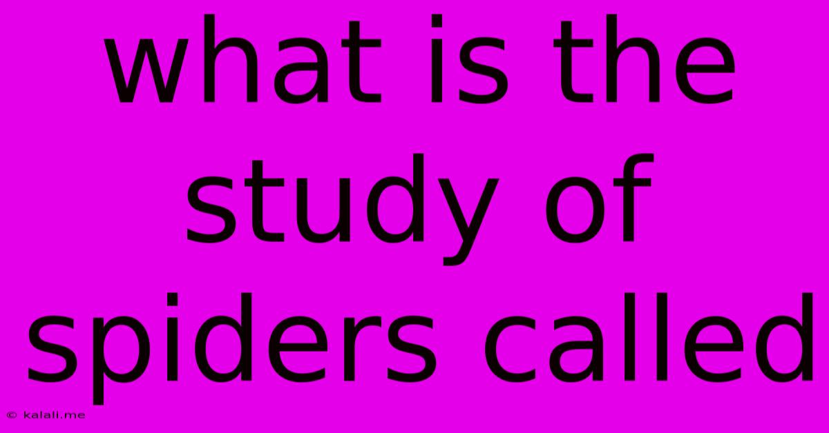What Is The Study Of Spiders Called