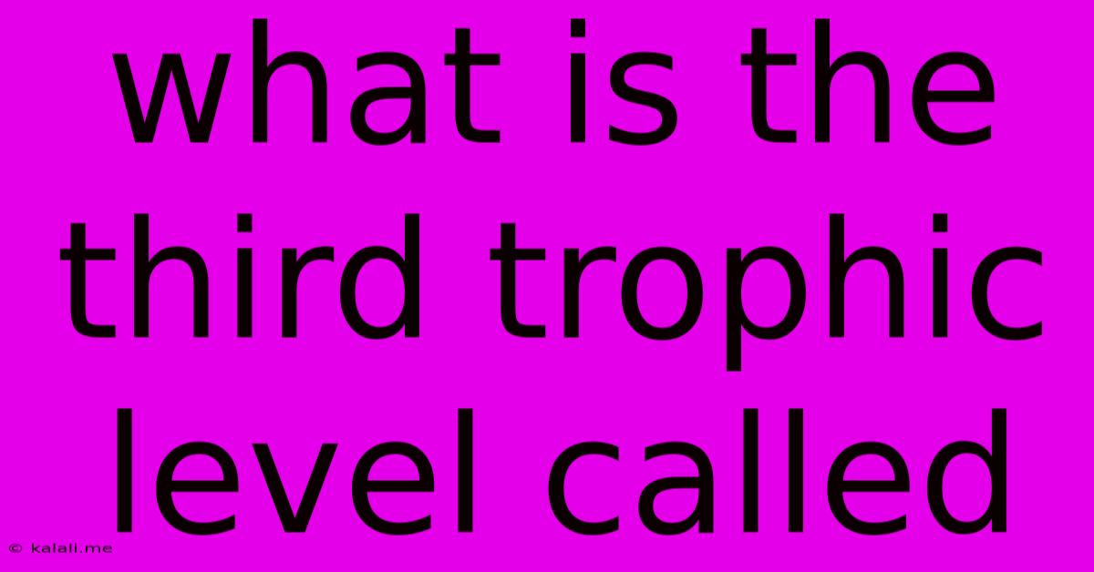 What Is The Third Trophic Level Called