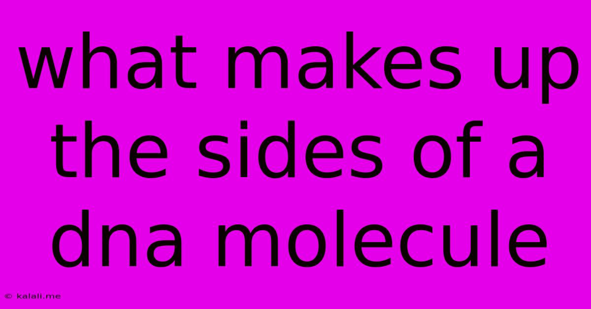 What Makes Up The Sides Of A Dna Molecule