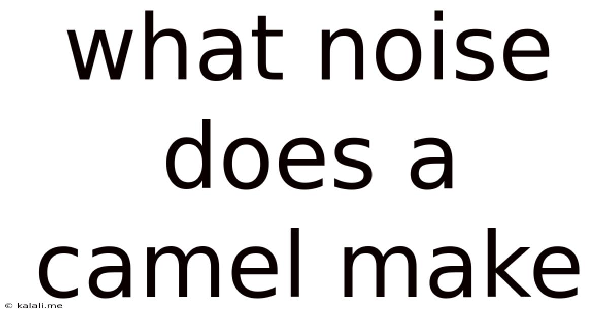 What Noise Does A Camel Make