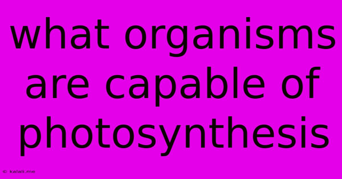 What Organisms Are Capable Of Photosynthesis