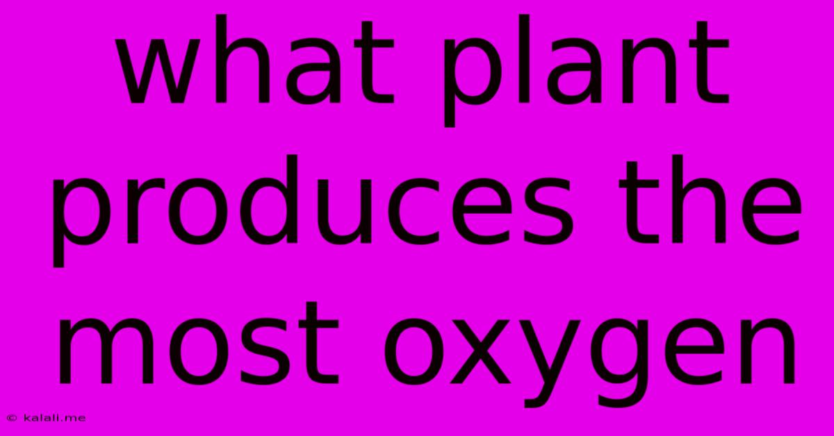 What Plant Produces The Most Oxygen