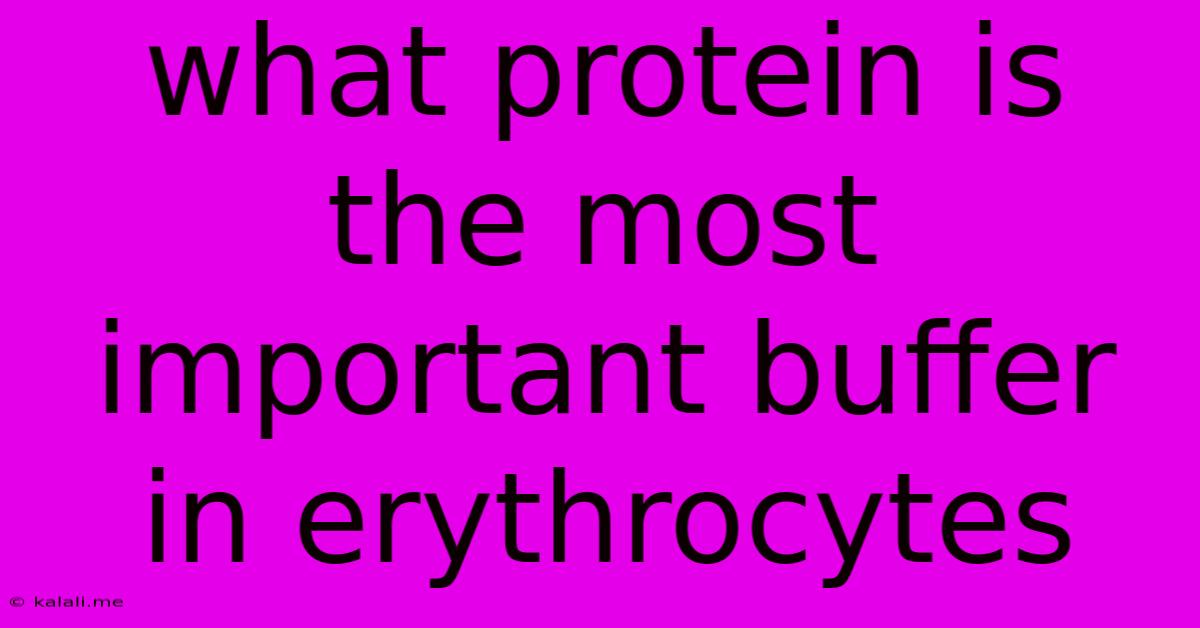 What Protein Is The Most Important Buffer In Erythrocytes