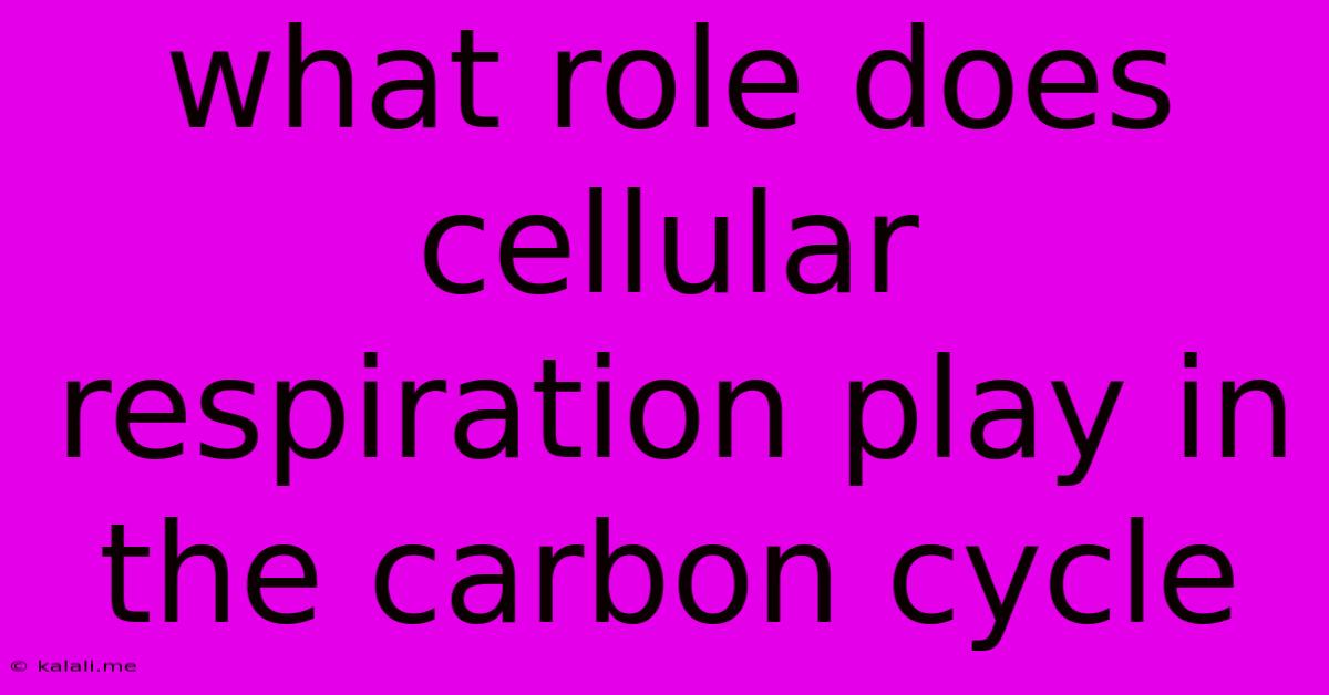 What Role Does Cellular Respiration Play In The Carbon Cycle