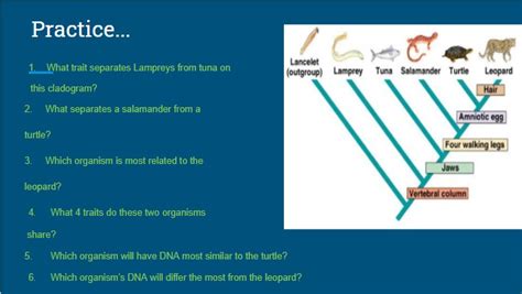 What Separates A Salamander From A Turtle