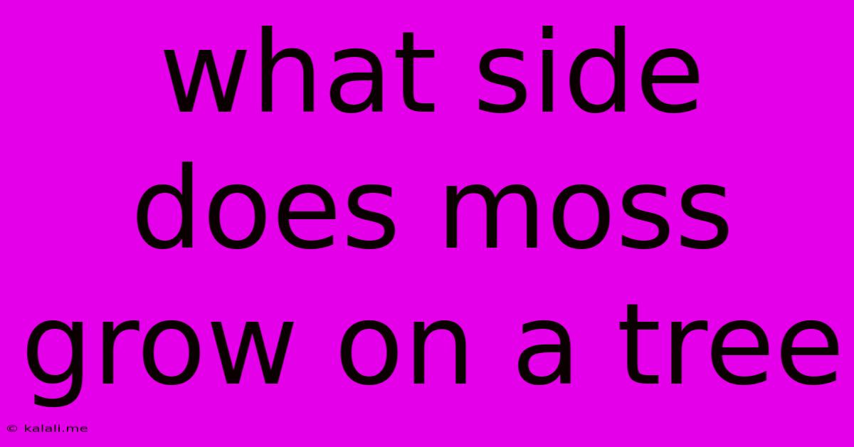 What Side Does Moss Grow On A Tree