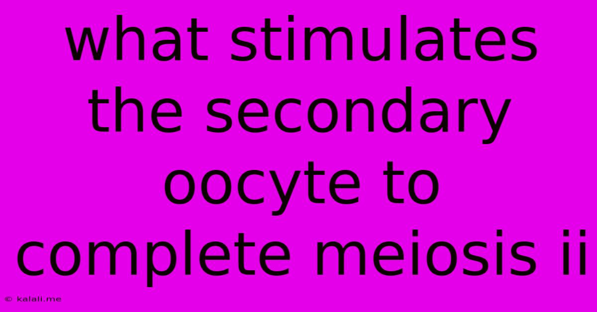 What Stimulates The Secondary Oocyte To Complete Meiosis Ii